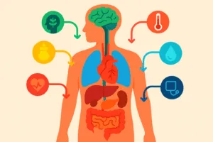 آليات تنظيم التوازن الداخلي